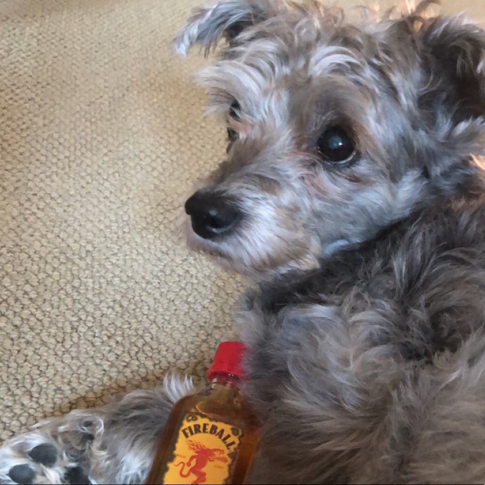 Meet your Posher, Shannon